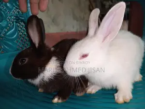 Rabbits for Sale