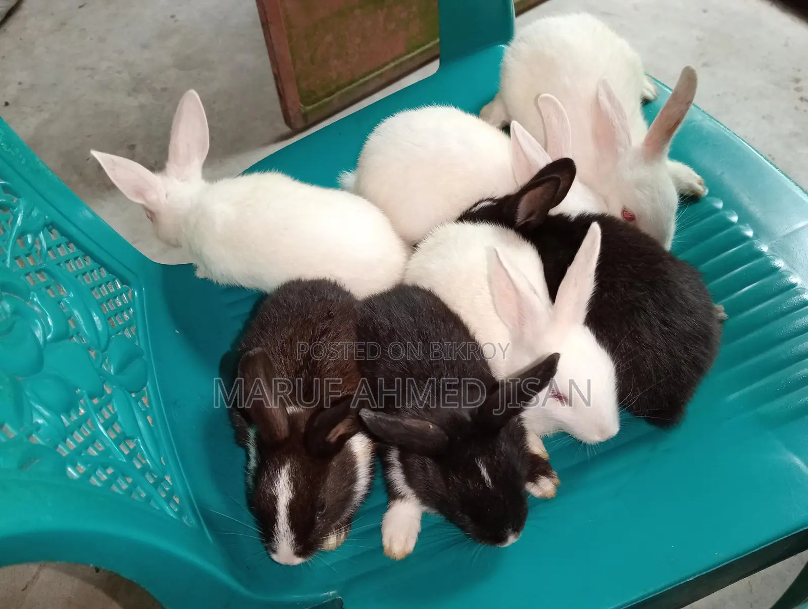 Rabbits for Sale