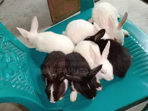 Rabbits for Sale
