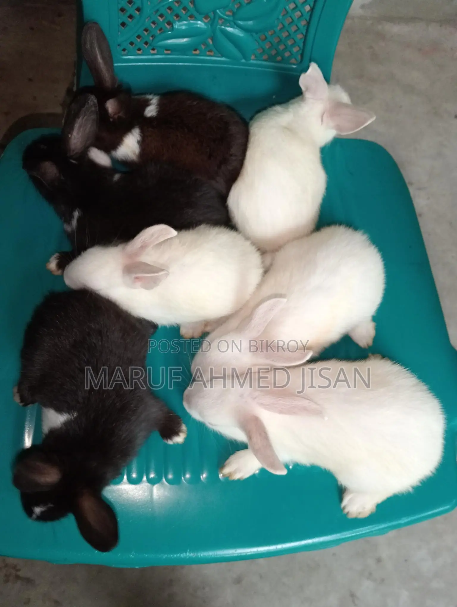 Rabbits for Sale