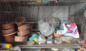 ১৮/১২ খাঁচা ১৮/২৪