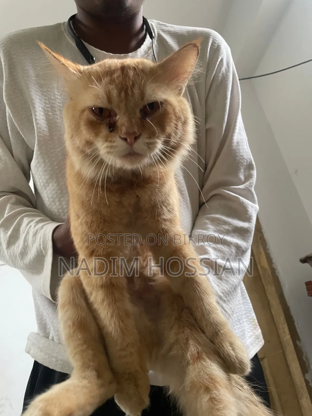 1+ Year Male Mixed Breed Persian
