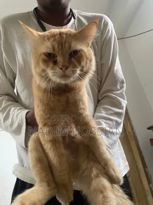 1+ Year Male Mixed Breed Persian