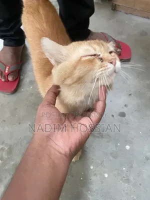 1+ Year Male Mixed Breed Persian