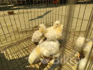 Light Brahma Chicks