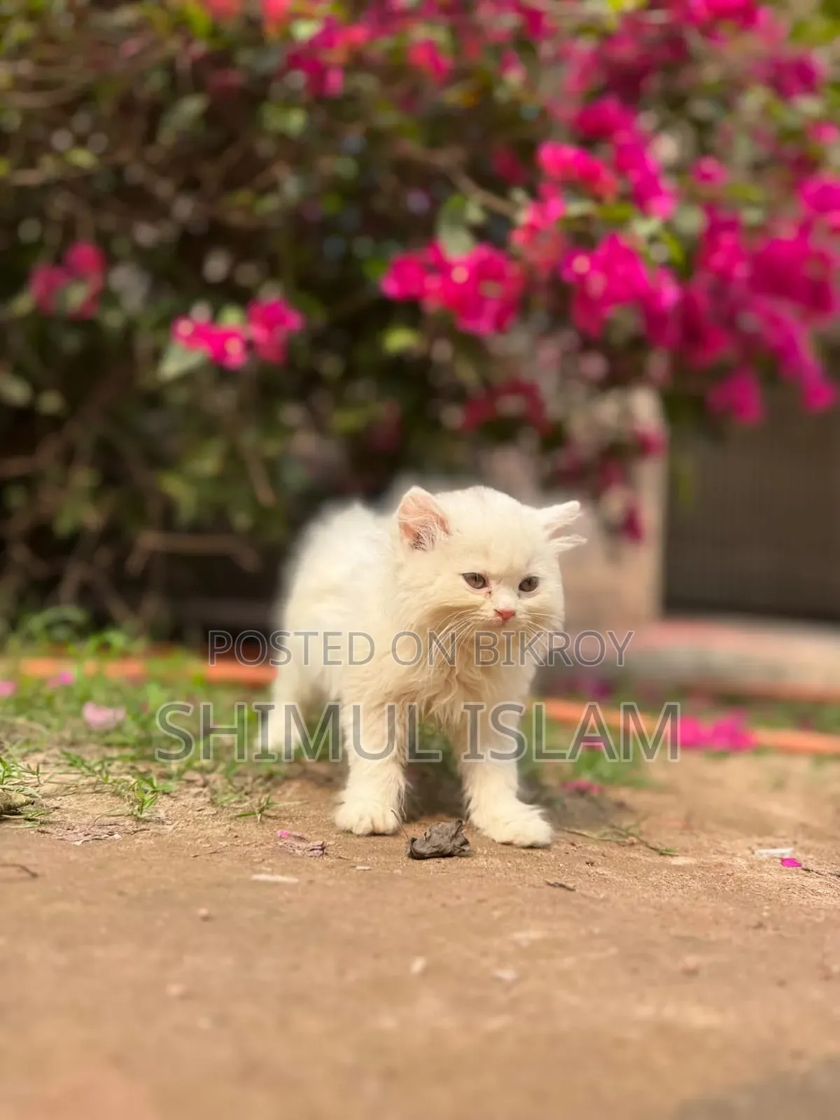 1-3 Months Female Purebred Persian