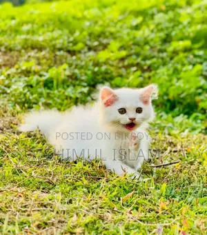 1-3 Months Female Purebred Persian