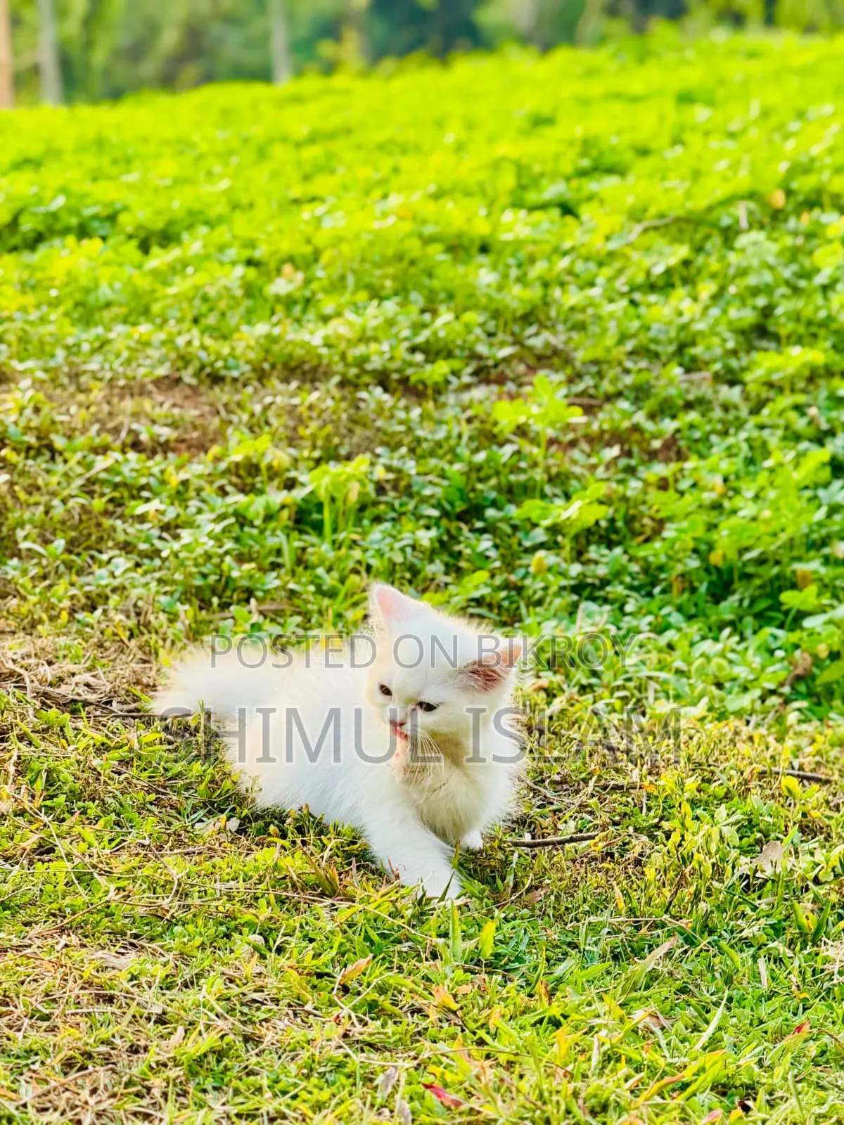 1-3 Months Female Purebred Persian
