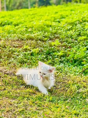 1-3 Months Female Purebred Persian