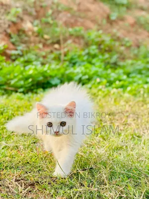1-3 Months Female Purebred Persian