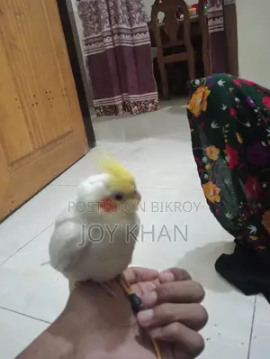 ককাটেল পাখি