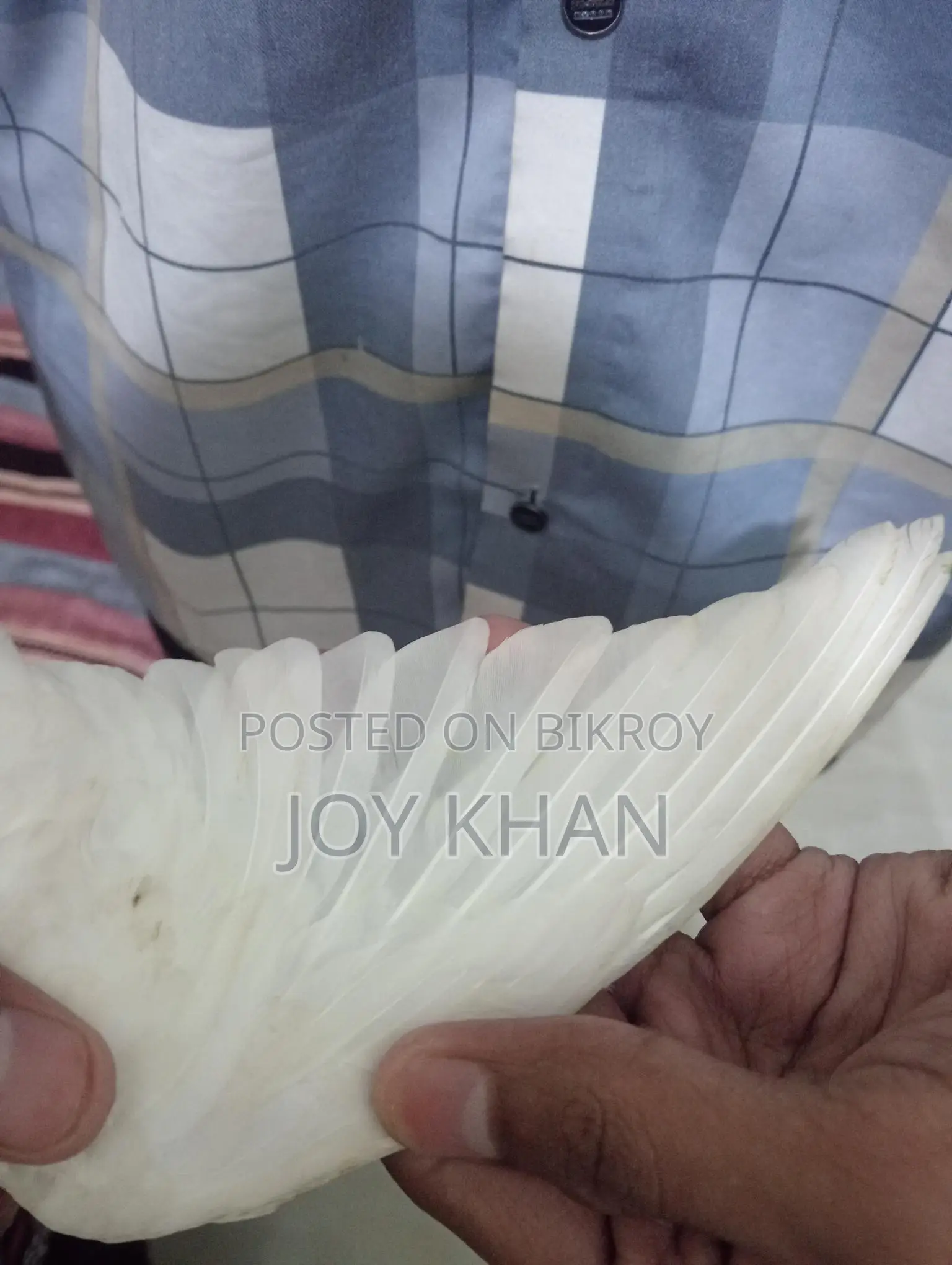 ককাটেল পাখি