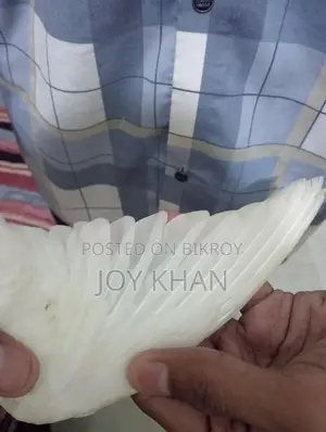ককাটেল পাখি