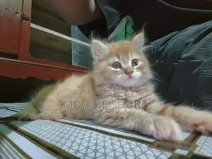 Selling one of my 3 cats