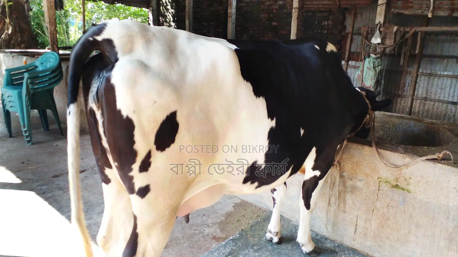 Buy High-Yield Dairy Cow with Confidence (No. 1187)