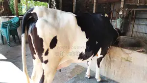 Buy High-Yield Dairy Cow with Confidence (No. 1187)