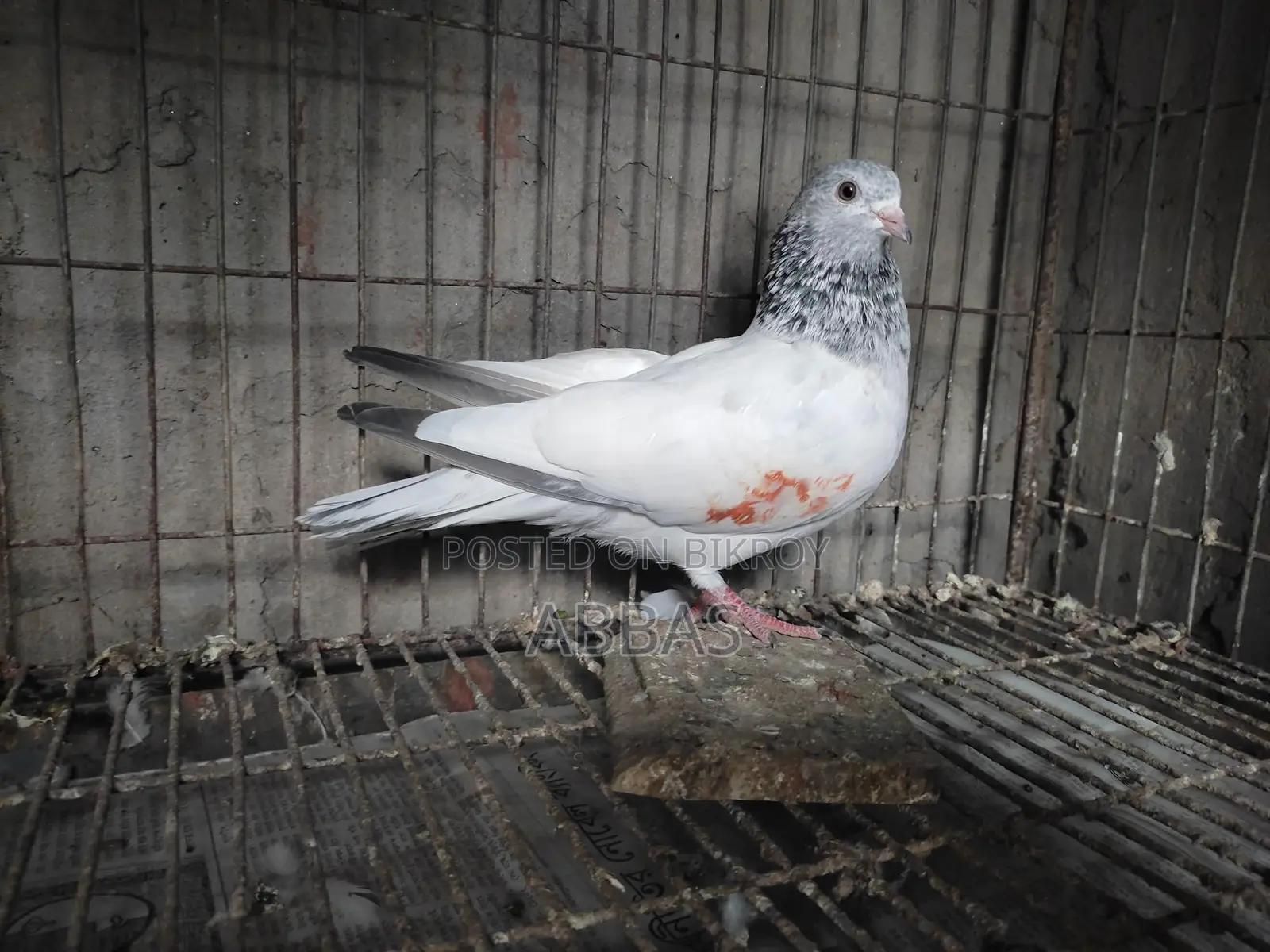 Running Giragola Female Pigeon