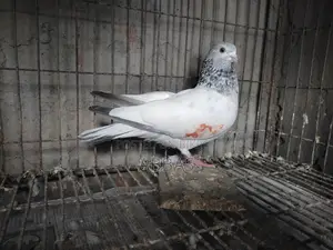 রানিং জিরাগোলা মাদি