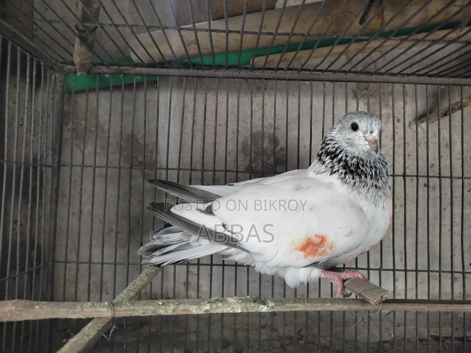 Running Giragola Female Pigeon
