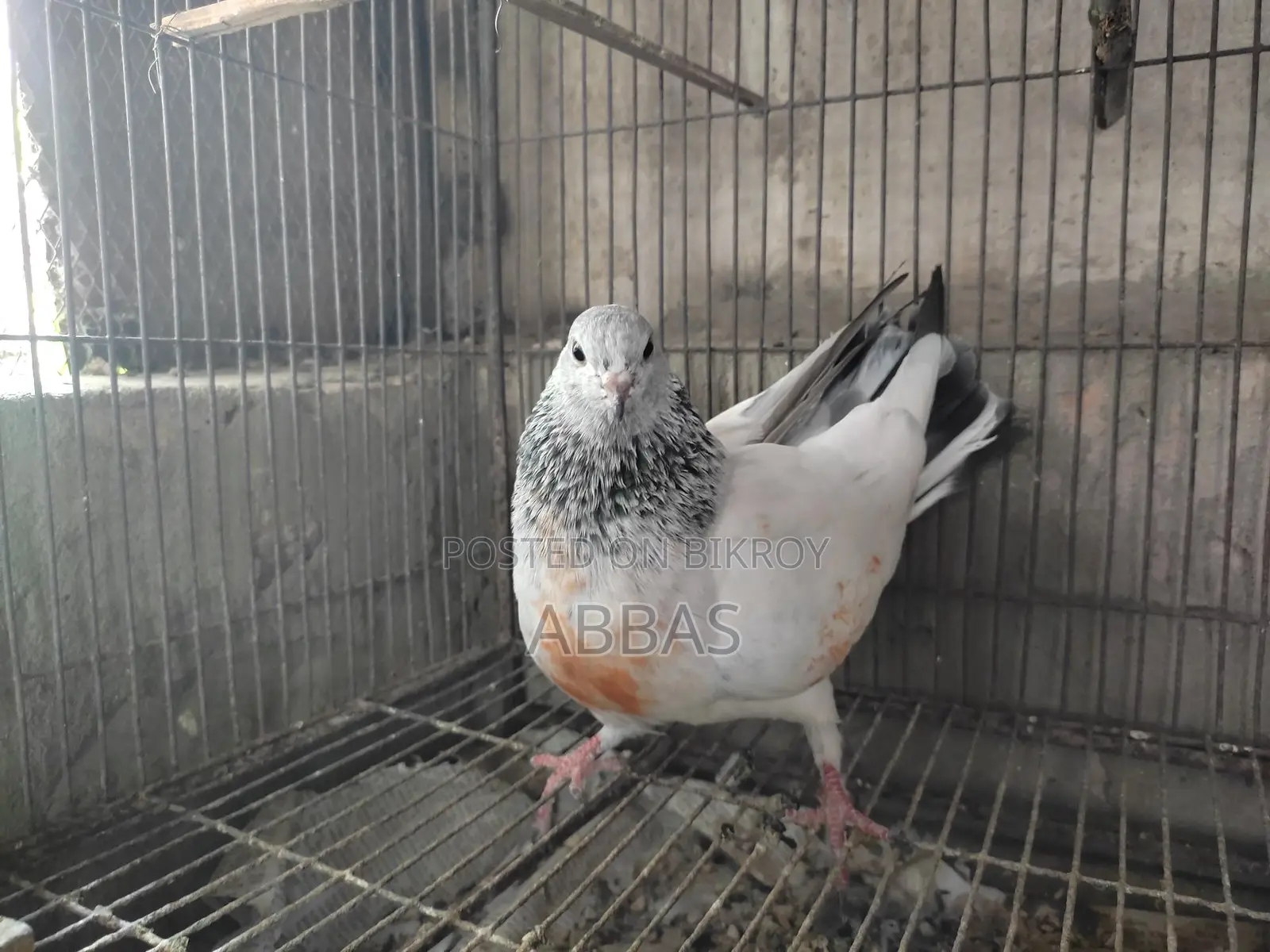 Running Giragola Female Pigeon