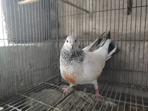 Running Giragola Female Pigeon