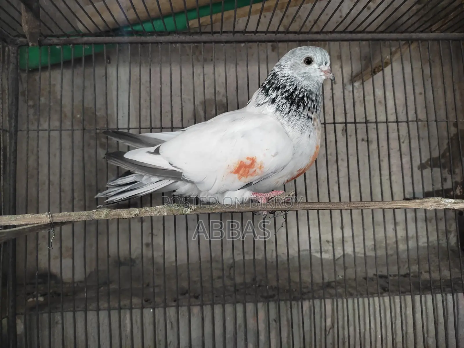 Running Giragola Female Pigeon