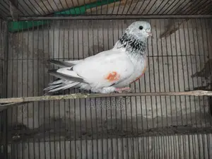 Running Giragola Female Pigeon