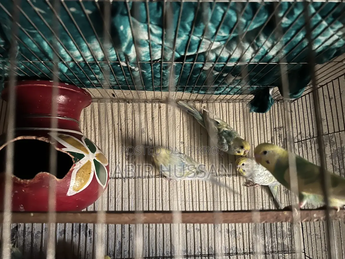 Budgie Birds