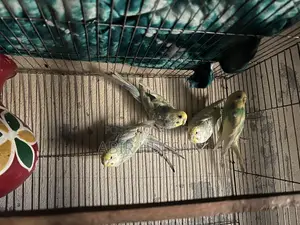 Budgie Birds