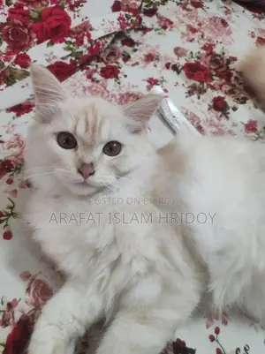 Pure Persian Kitten for sale at a very low price