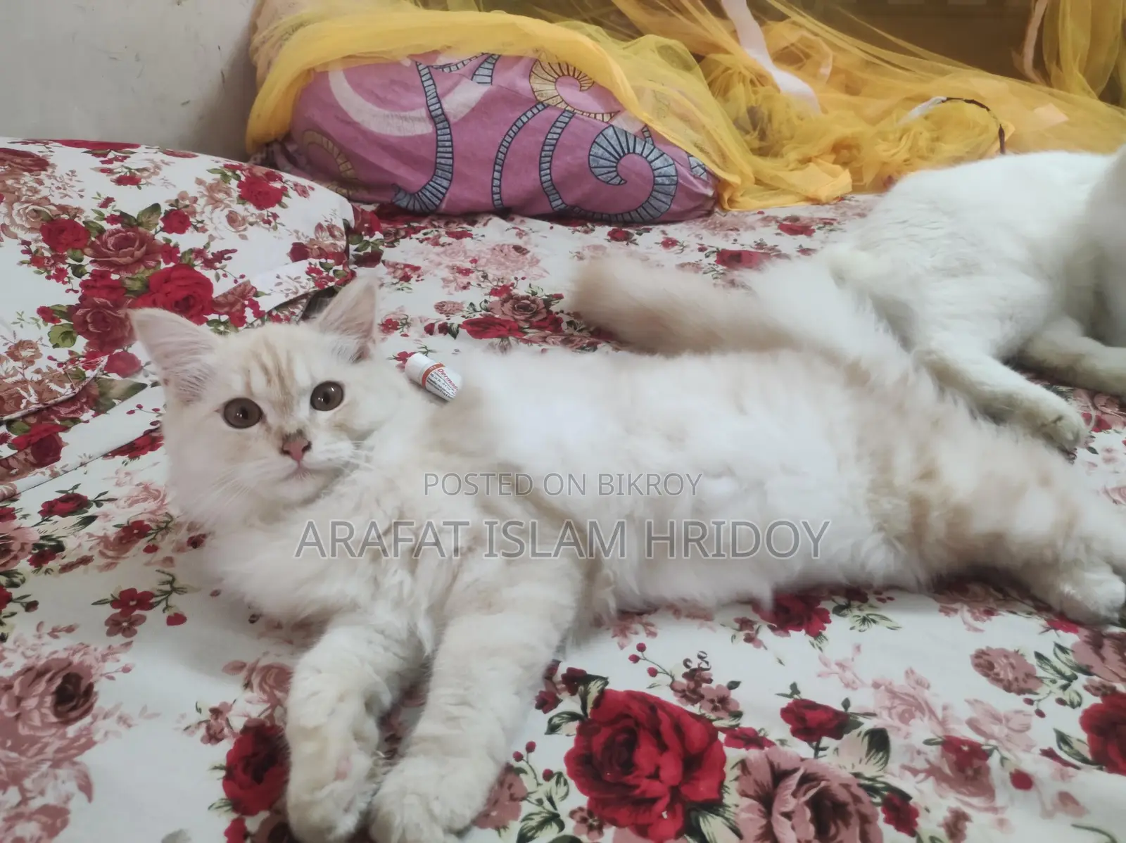 Pure Persian Kitten for sale at a very low price