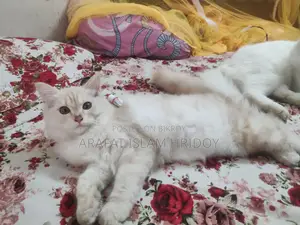 Pure Persian Kitten for sale at a very low price