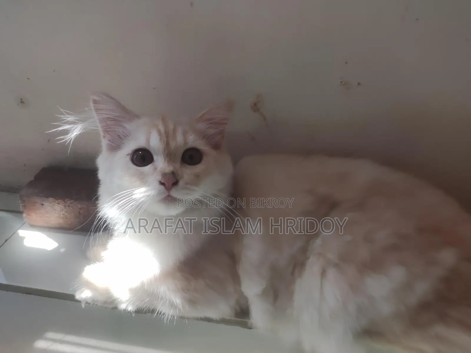 Pure Persian Kitten for sale at a very low price