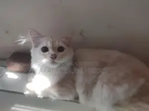 Pure Persian Kitten for sale at a very low price