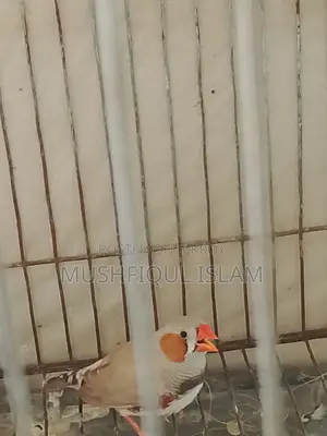 Zebra Finch Birds
