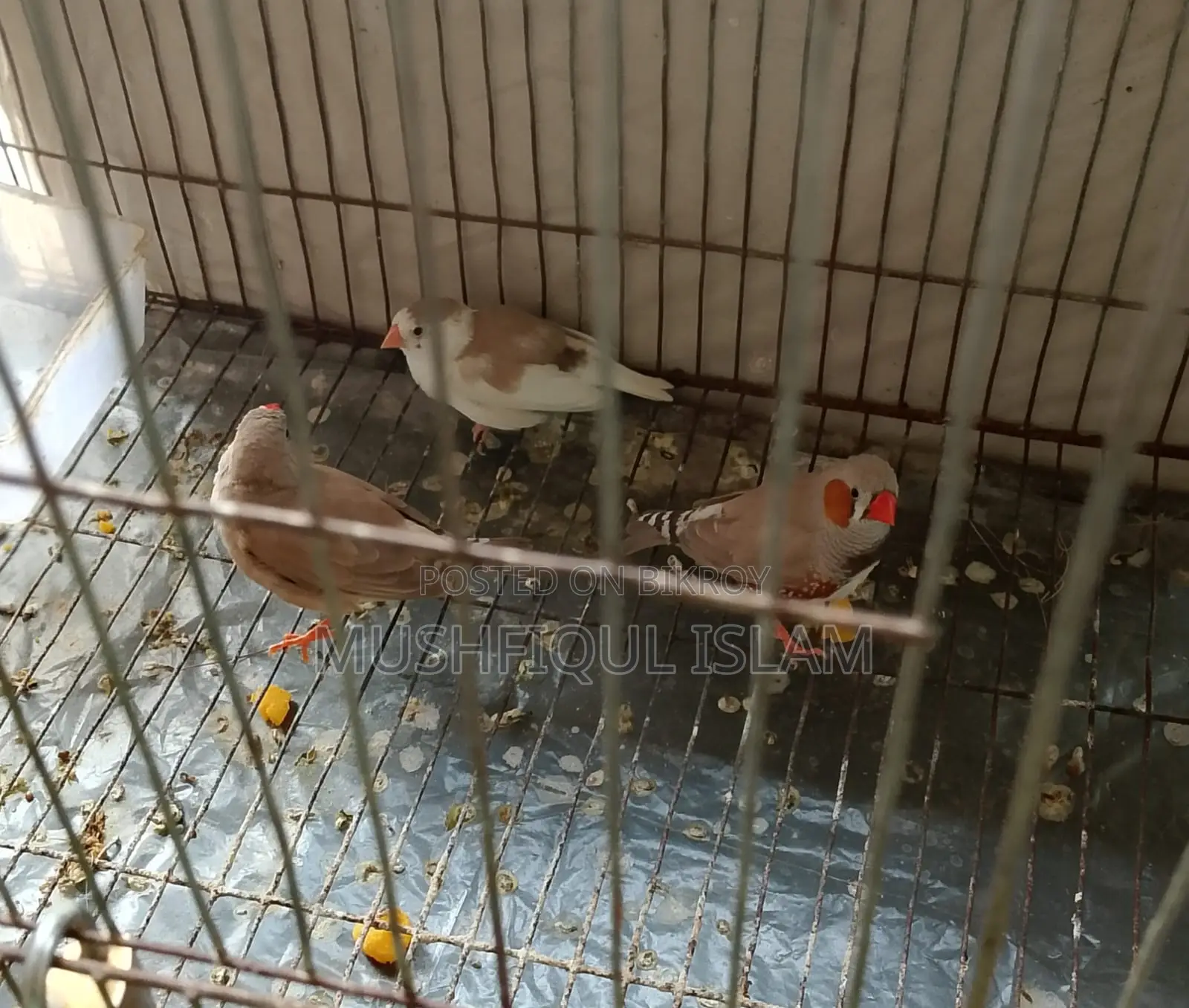 Zebra Finch Birds