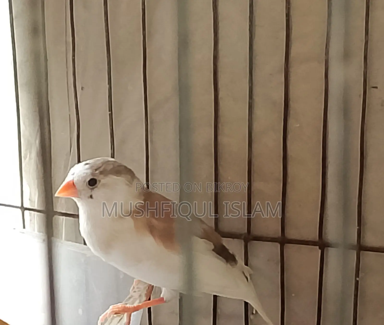 Zebra Finch Birds