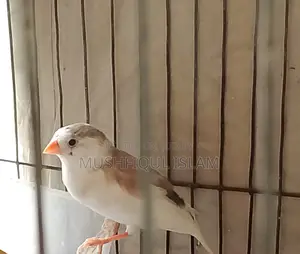 Zebra Finch Birds