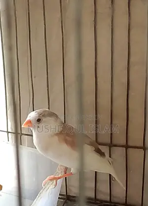 Zebra Finch Birds