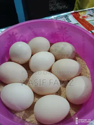 Cena Has Beeg Dem Bikry Hoba