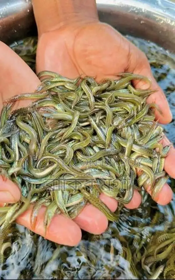Tara Baim Fish Fry