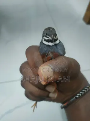 King Quail Lot for Sale
