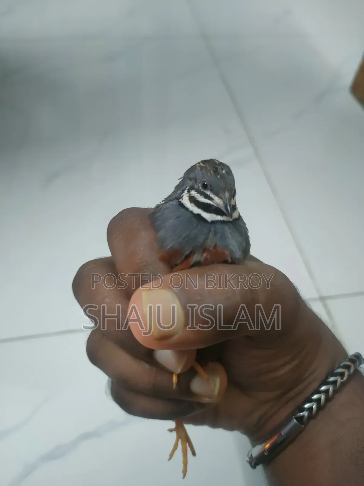 King Quail Lot for Sale