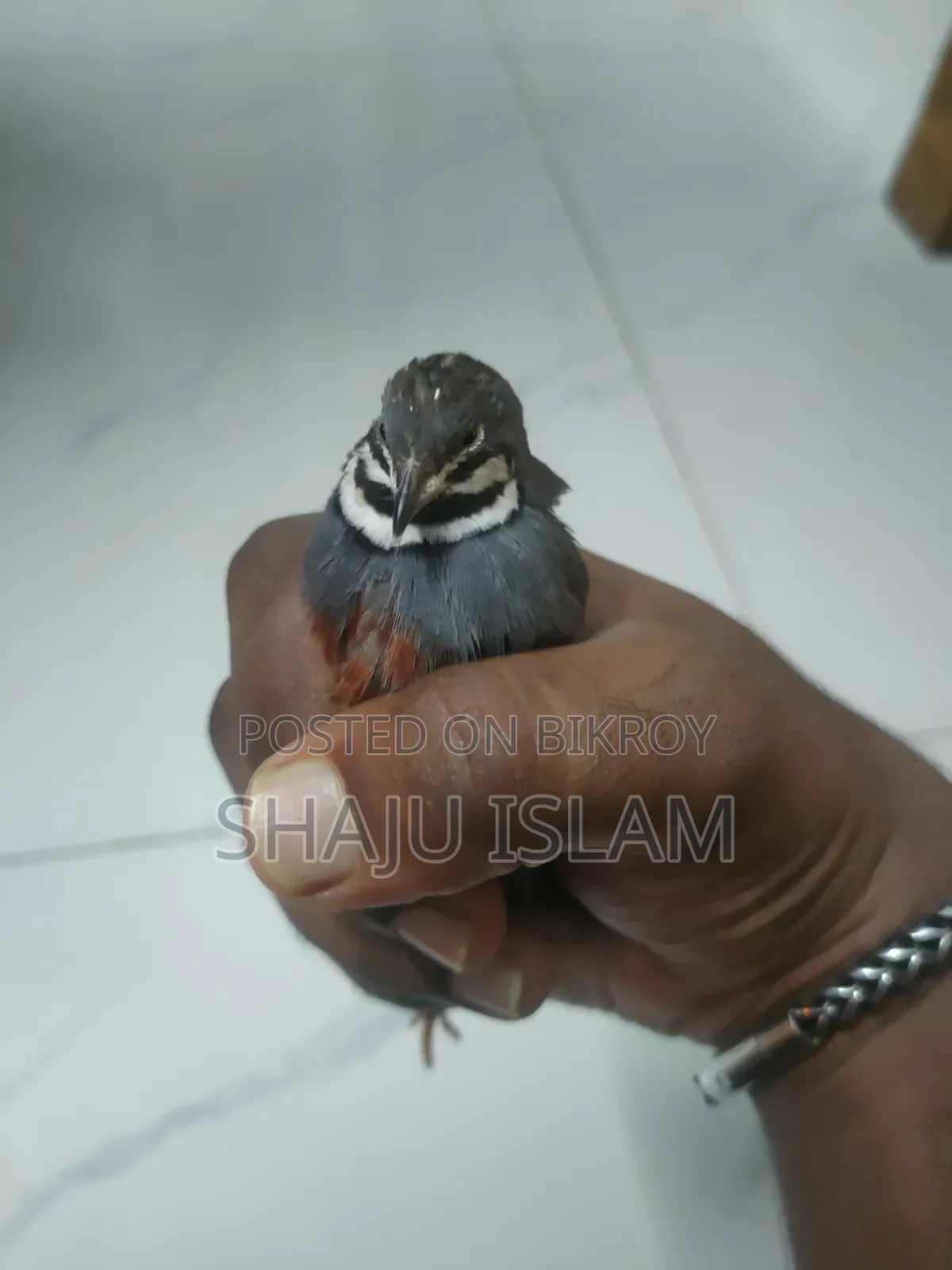 King Quail Lot for Sale