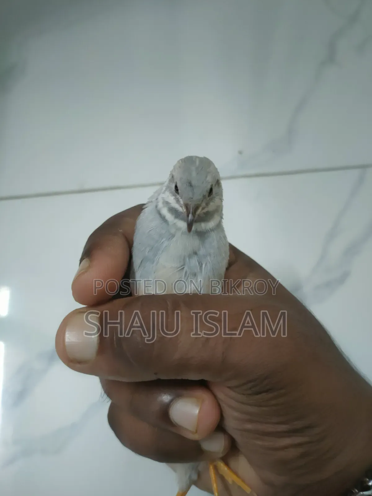 King Quail Lot for Sale