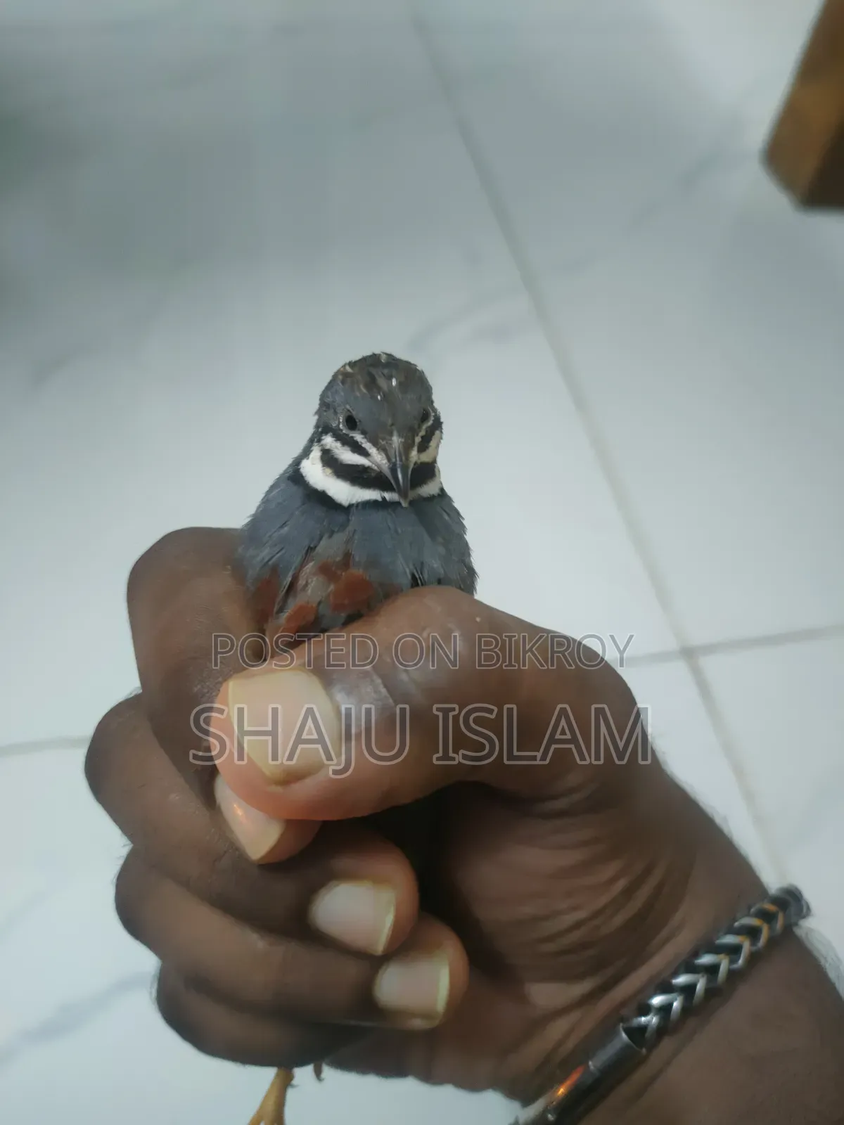 King Quail Lot for Sale