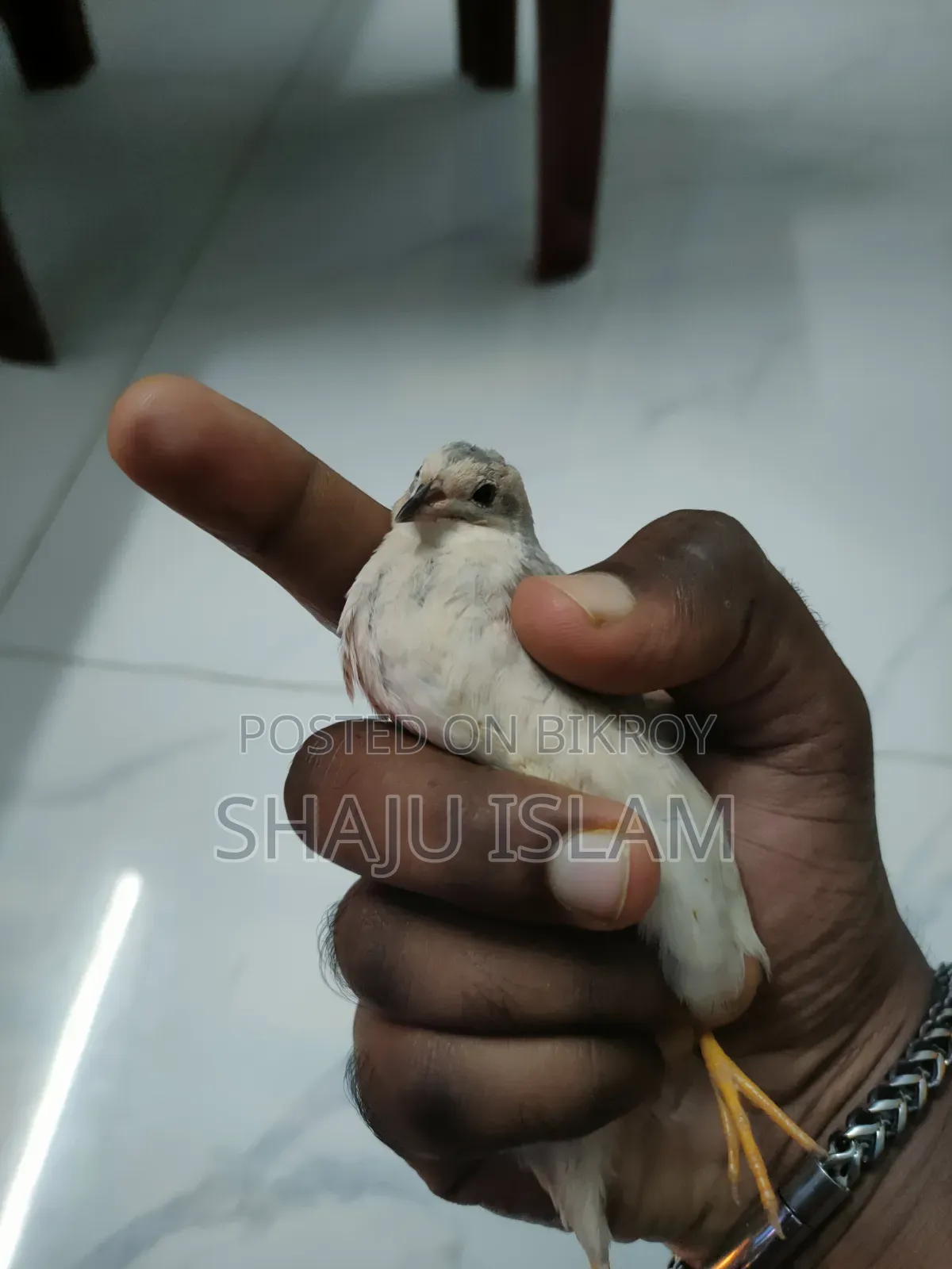 King Quail Lot for Sale