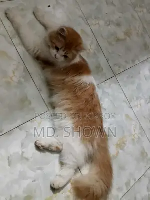 Persian cat