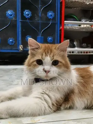 পার্সিয়ান বিড়াল