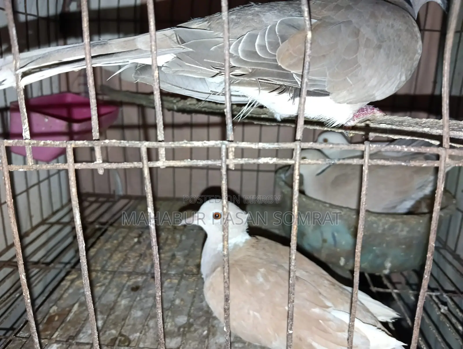 Dove Birds